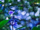 Niebieski Kwiatek, Makro, Bokeh