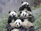Cztery, Pandy, Bambus, Jedzenie