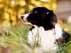 Border Collie, Trawa