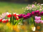 Kolorowe, Tulipany, Bokeh