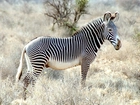 Zebra, drzewo, trawy