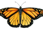 Motyl, Monarch, Białe tło