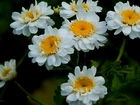 Białe, Polne, Kwiaty