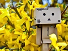 Wiosna, Forsycje, Danbo