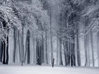 Zima, Las, Drzewa, Czarno-białe
