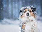 Pies, Zima, Śnieg, Owczarek australijski