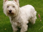 słodki, West Highland White Terrier