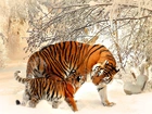 Tygrysy, Zima, Drzewa, Śnieg