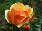 Żółto, Pomarańczowa, Róża