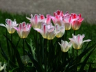 Tulipany