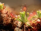 Drosera, Rosiczka