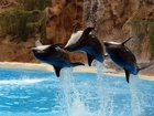 Delfiny, Skok, Woda, Skały
