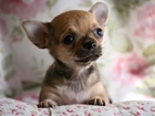 Chihuahua, Zbliżenie