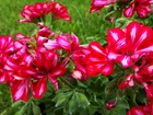 Czerwone, Pelargonie