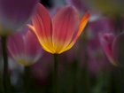 Tulipany