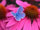 Modraszek, Motyl, Jeżówka, Kwiat