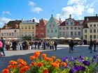 Estonia, Tallin, Rynek, Domy, Ludzie, Kwiaty