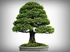 Drzewko, Bonsai