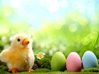 Wielkanocne, Kurczaczek, Jajka