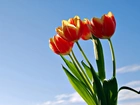 Tulipany, Niebo