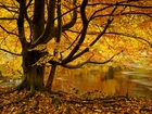 Jesień, Staw, Drzewo, Liście