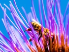 Pszczoła, Fioletowy, Kwiat