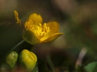 Kaczeniec Błotny, Żółty, Kwiat, Wiosna