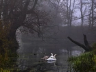 Łabędzie, Staw, Mgła, Rogaliński Park Krajobrazowy.