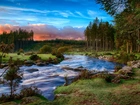 Rzeka, Las, Park Narodowy Dartmoor, Devon, Anglia