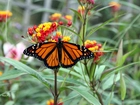 Motyl, Monarch, Kwiaty, Liście, Ogród