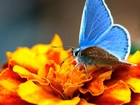 Niebieski, Motyl, Pomarańczowy, Kwiat