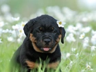 Szczeniak, Rottweiler, Łąka, Kwiaty