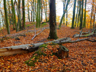 Las, Jesień, Powalone, Drzewo, Leżący, Pień