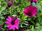 Purpurowe, Kwiaty