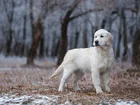 Młody, Golden retriever, Las