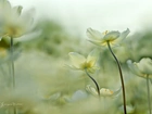 Białe, Zawilce, Kwiaty
