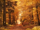 Las, Droga, Jesień, Kolorowe, Liście