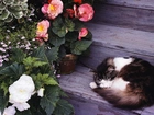 Śpiący, Kot, Schody, Kwiaty, Begonia
