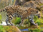 Jaguar, Woda, Skały