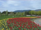 Park, Klomb, Tulipany, Góry