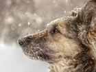 Pies, Kundelek, Shila, Śnieg, Zima