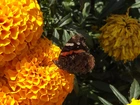 Pomarańczowe, Hortensje, Motyl