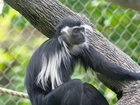 Małpa, Colobus, Konar