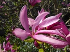 Kwiat, Magnolia, Makro