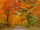 Jesień, Aleja, Kolorowych, Drzew