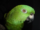 Papuga, Dziób