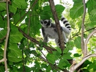 Lemur, Gałęzie, Liście