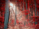 Las, Drzewa, Czerwone, Liście, Promienie, Słońca