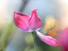 Tulipan, Płatki, Różowy