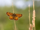 Motyl, Przeplatka, Atalia, Roślina